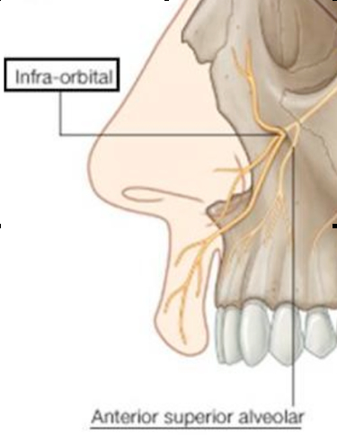 An illustration showing the nerves around the upper lip.