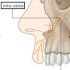 An illustration showing the nerves around the upper lip.
