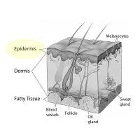 An illustration of skin layers epidermis.