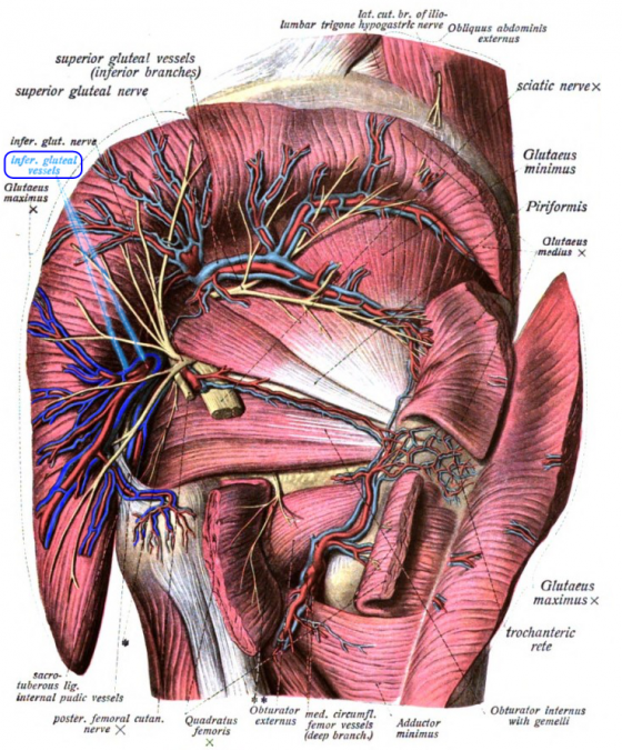 gluteal vasculature illustration