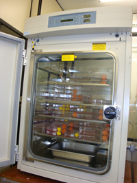 Stem cells being cultured in a fridge.