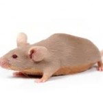 A lab mouse.