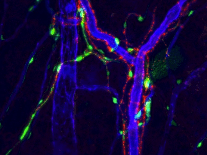 Mesenchymal stem cell niche.