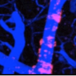 MSCs on blood vessel walls.