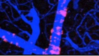 MSC's on blood vessel walls