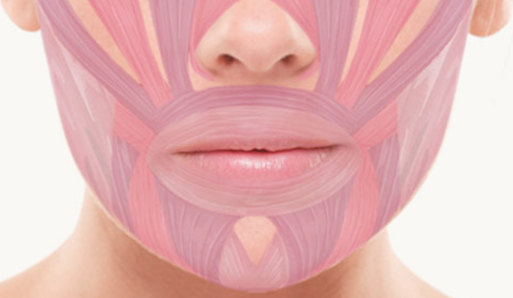 An illustration showing facial muscles surrounding lips.